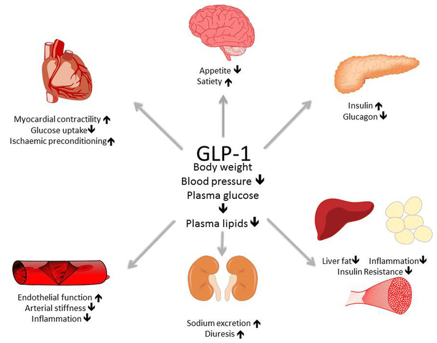 GLP 1 Agonists What Is It Sydenham Clinic